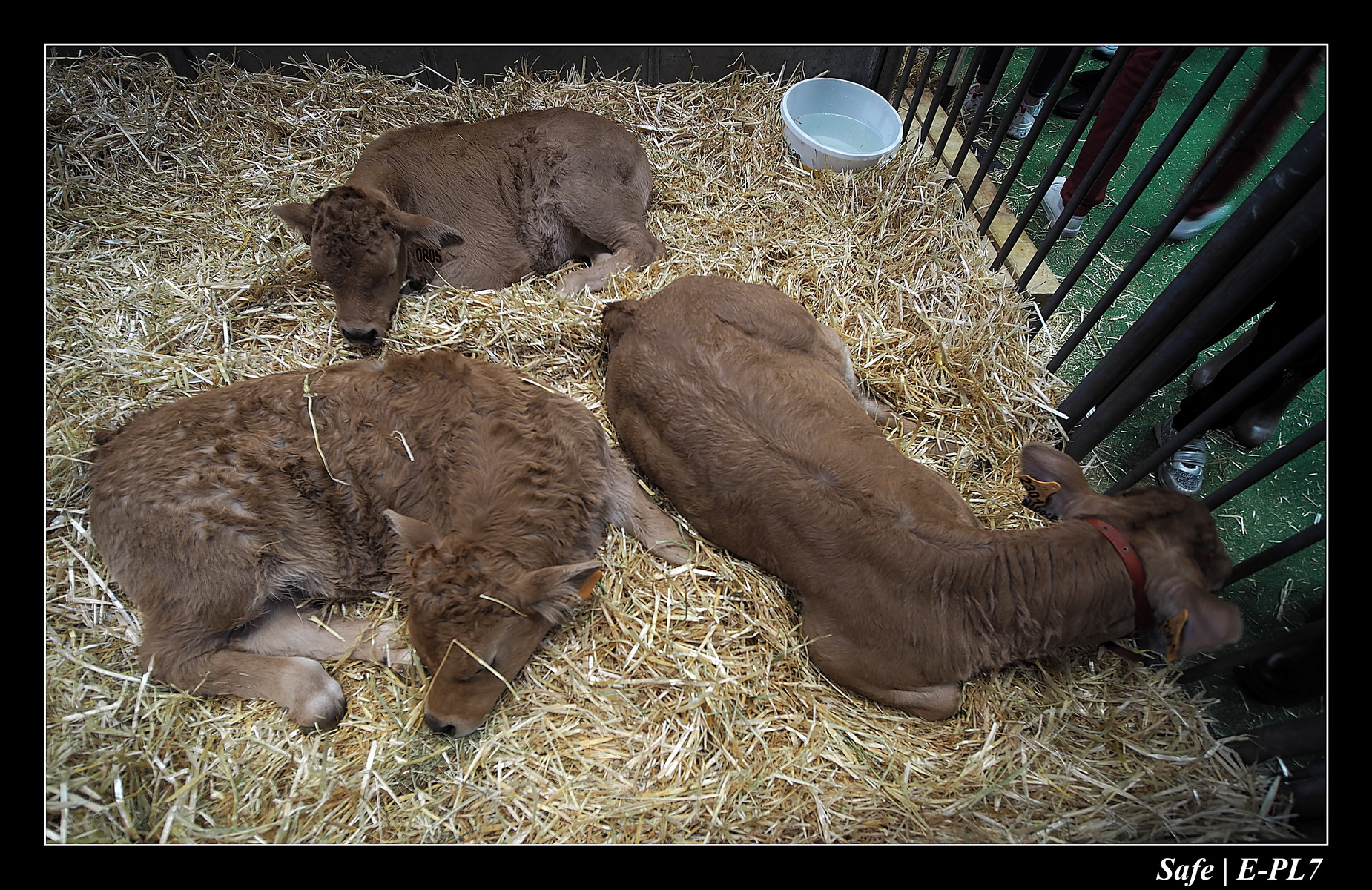 2020 - 02 - Salon agriculture 58